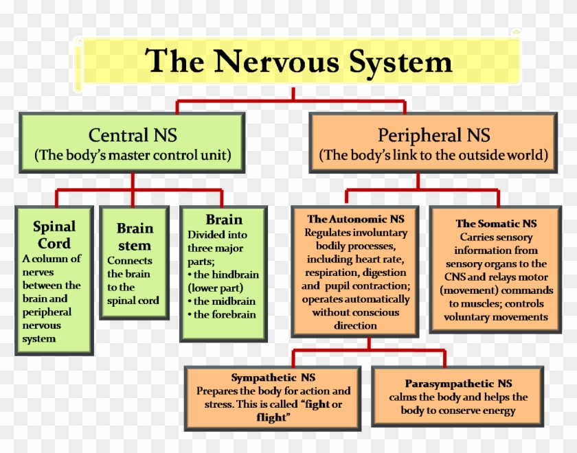 Peripheral Nervous System Flow Chart