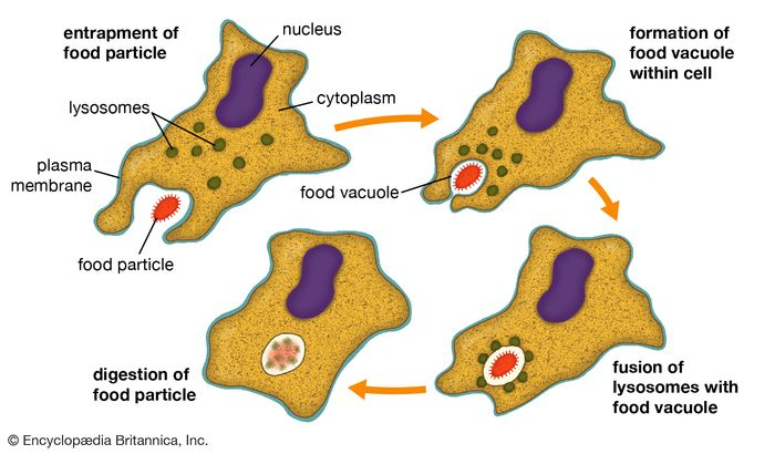 Phagocytosis Definition Process Examples Britannica