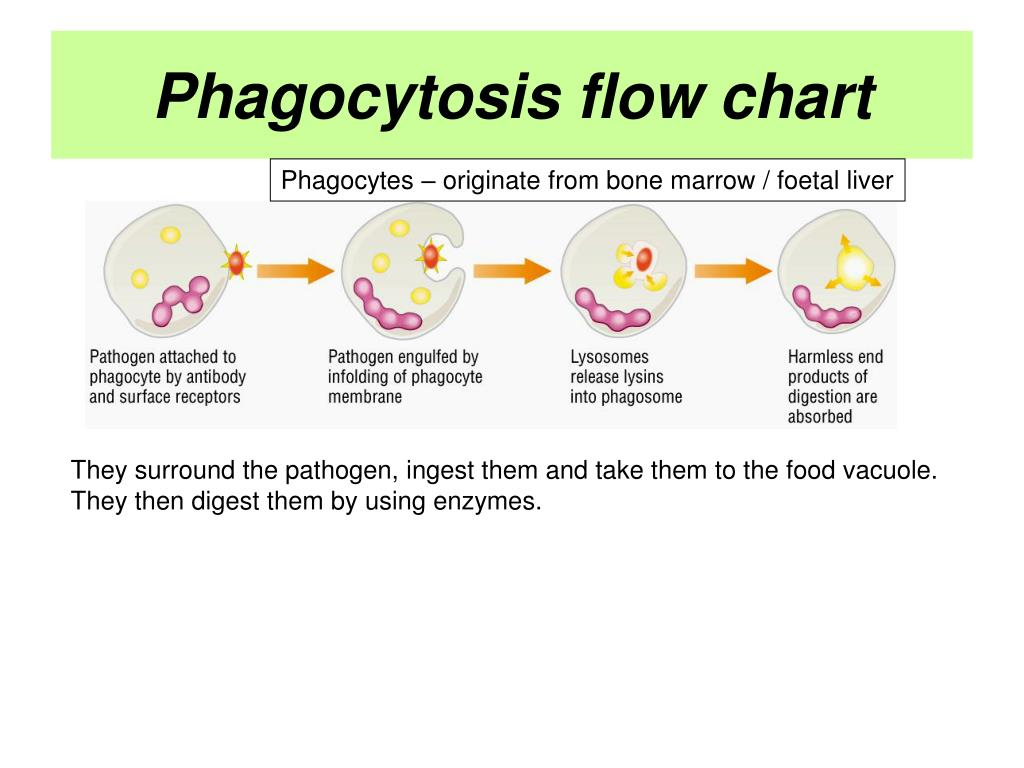 Phagocytosis Flow Chart