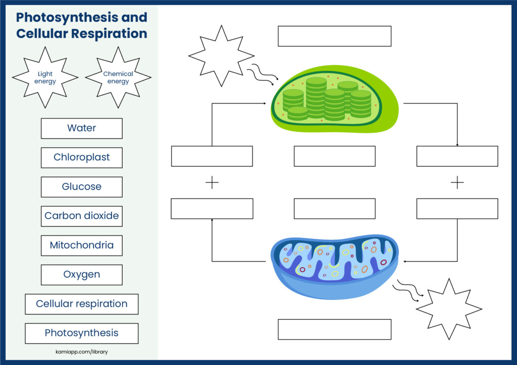 Photosynthesis And Cellular Respiration Cycle Worksheet 