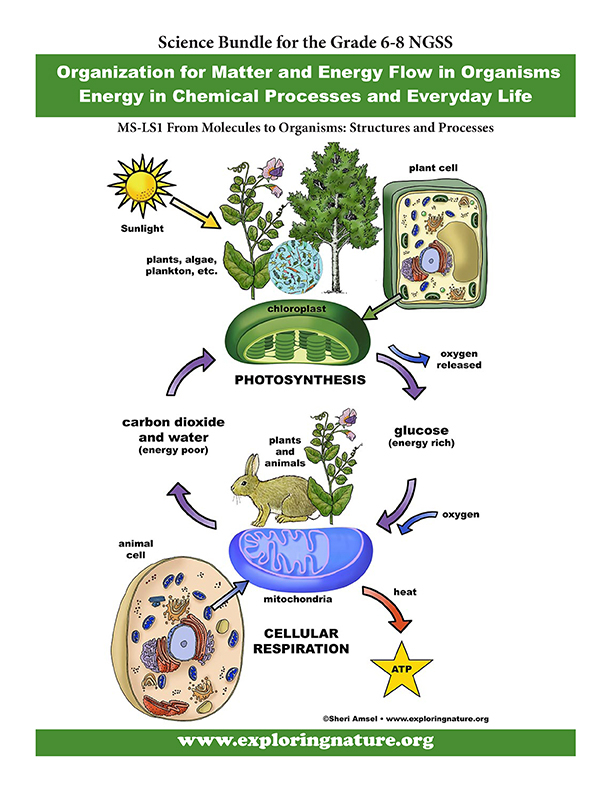 Photosynthesis And Cellular Respiration Flow Chart