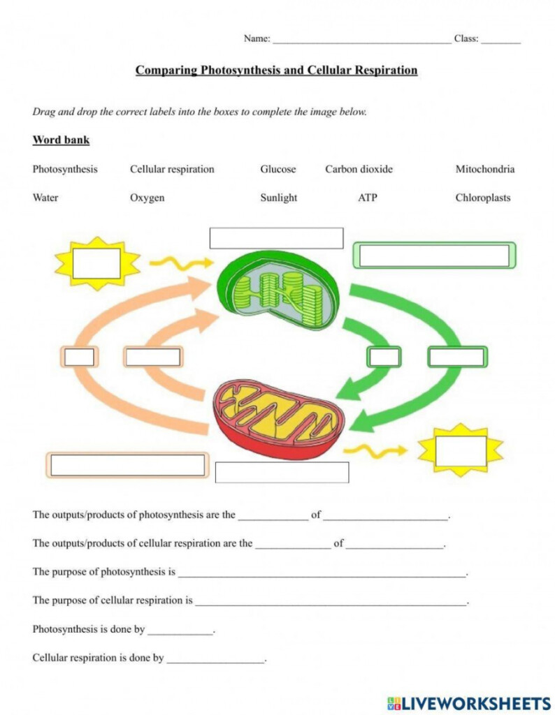Photosynthesis And Cellular Respiration Worksheet Printable PDF Template