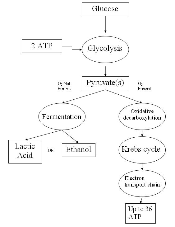 Photosynthesis Cellular Respiration Flow Chart Worksheet My XXX Hot Girl