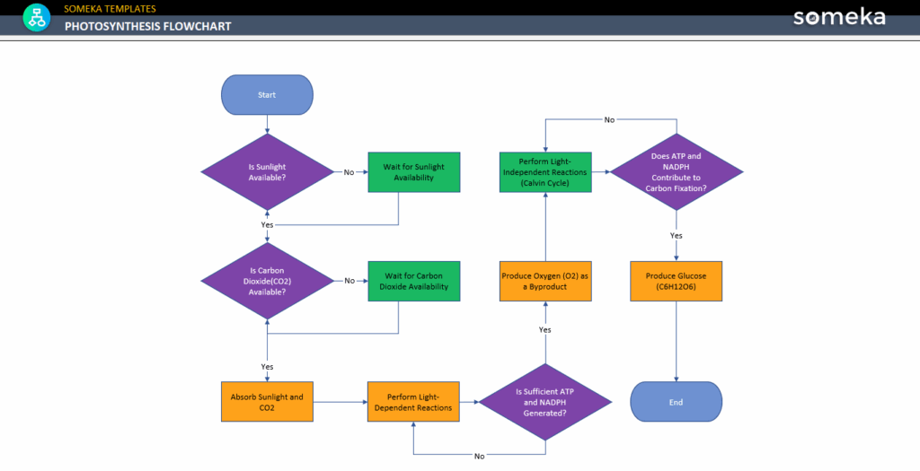 Photosynthesis Flow Chart Free Download 