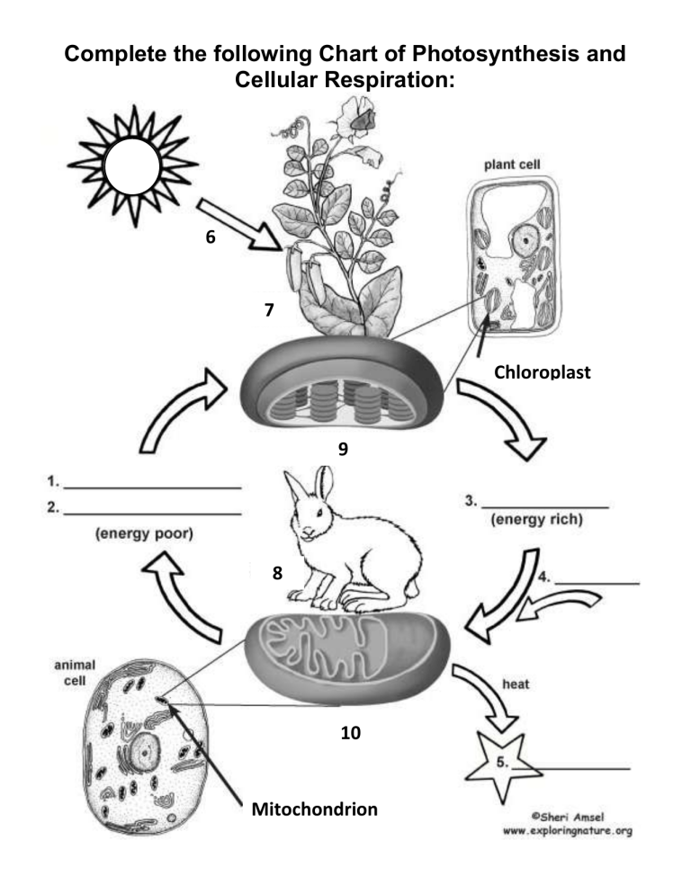 Photosynthesis Respiration Worksheet