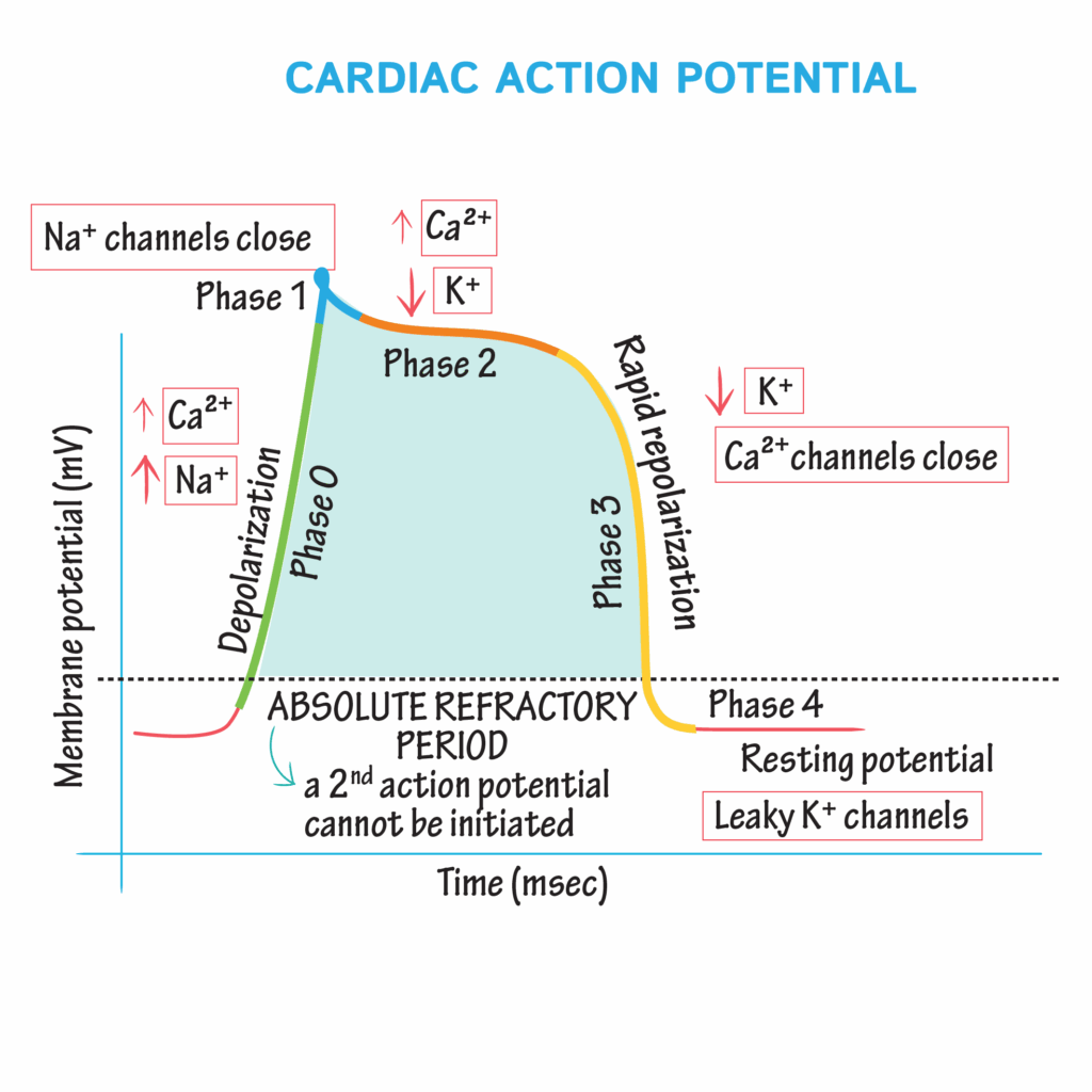Physiology Glossary Cardiac Muscle Action Potential Draw It To Know It