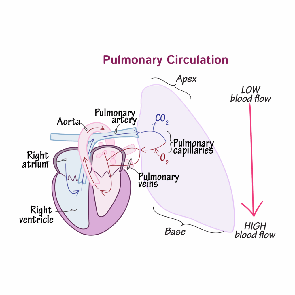 Physiology Glossary Pulmonary Circulation Draw It To Know It