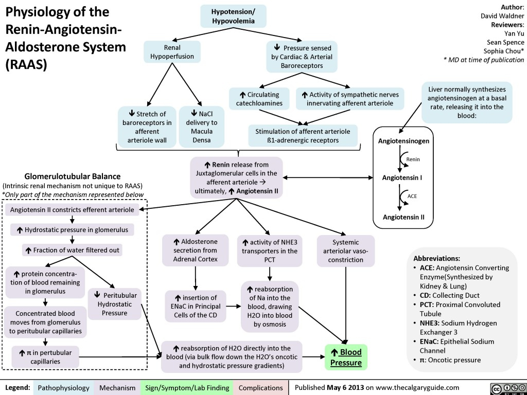 Physiology Of The Renin Angiotensin Aldosterone System RAAS Calgary 