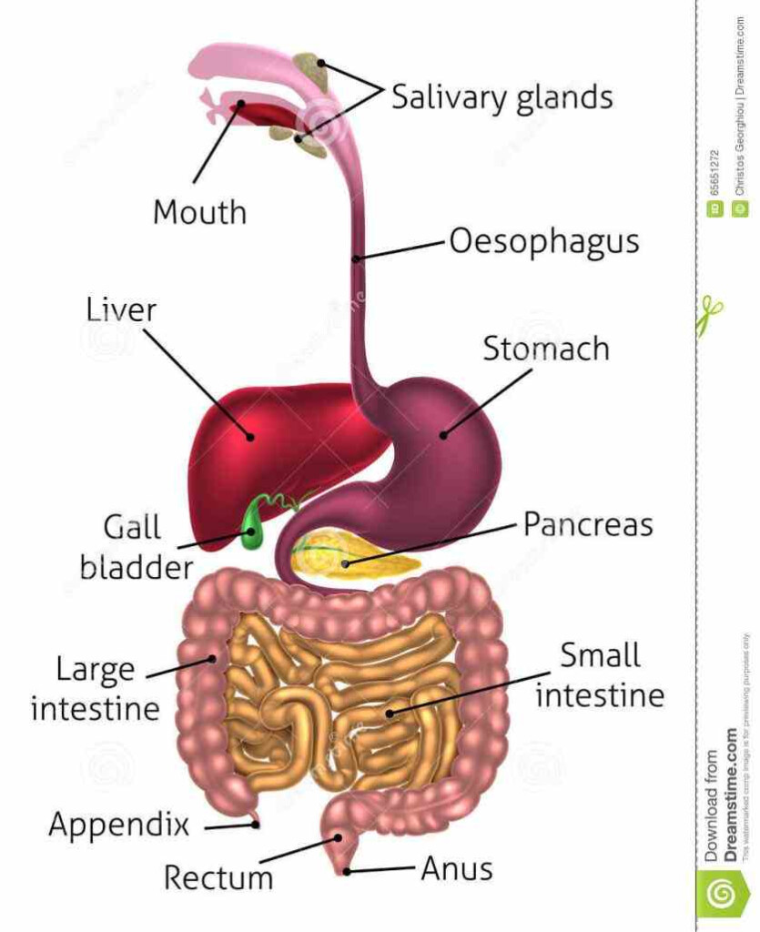 Picture Of Alimentary Canal MedicineBTG