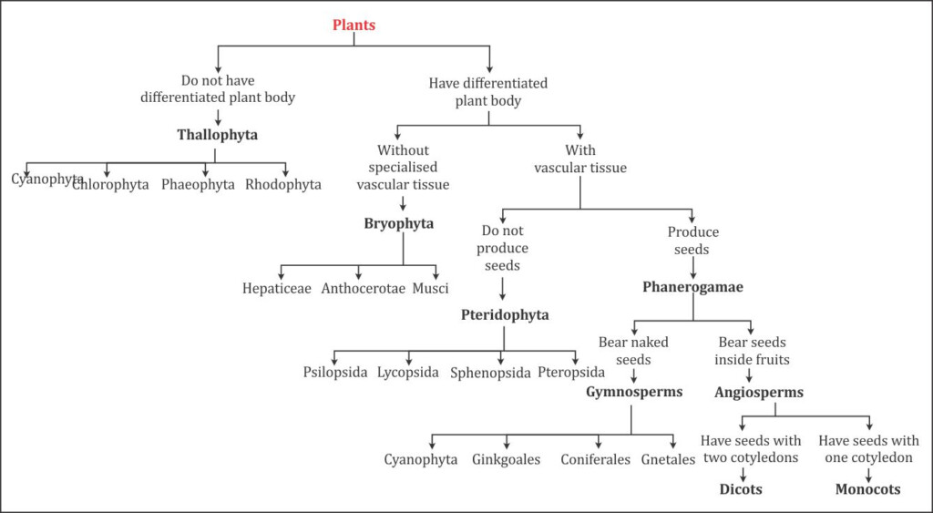 Plant Kingdom Flow Chart My XXX Hot Girl