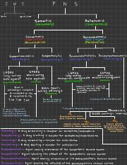 PNS Flow Chart pdf C P S N 5 N Spinal Cord Brain Somatic Autonomic 