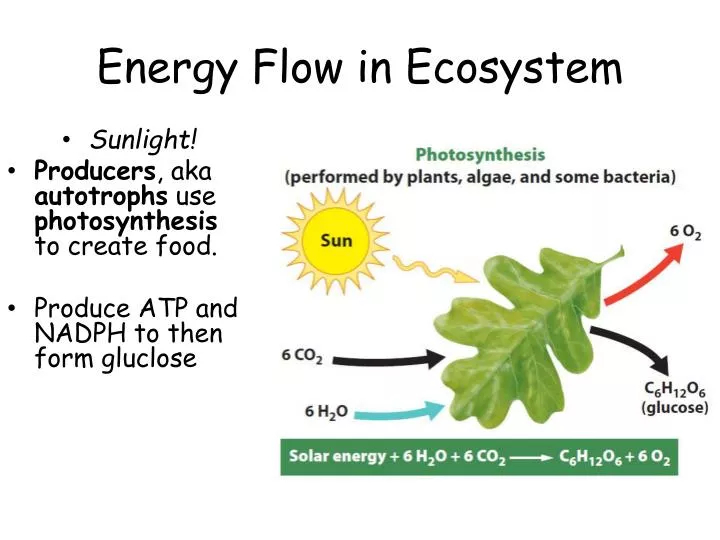 PPT Energy Flow In Ecosystem PowerPoint Presentation Free Download 