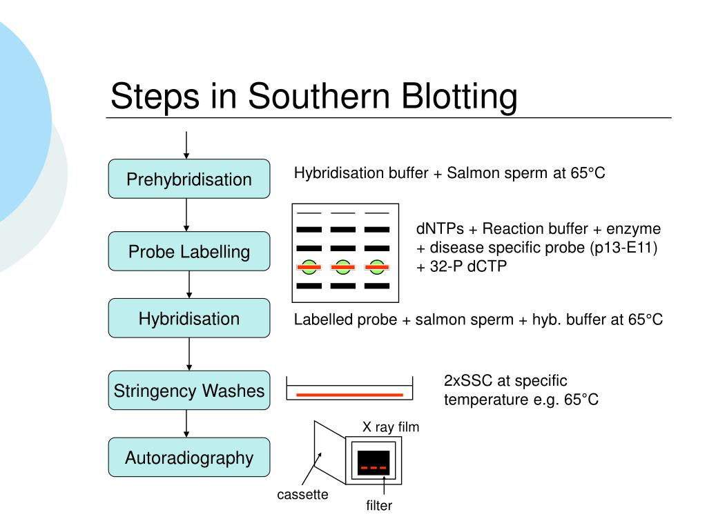 PPT Southern Blotting PowerPoint Presentation Free Download ID 4321035