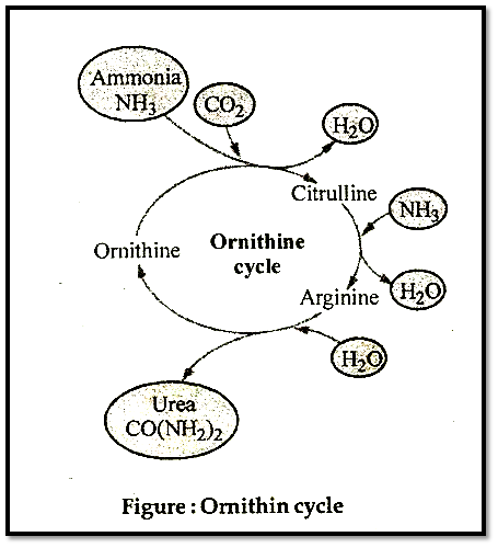 Process Of Urine Formation In The Kidneys Flow Chart Best Picture Of 