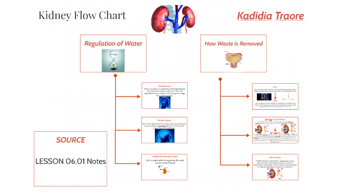 Process Of Urine Formation In The Kidneys Flow Chart Best Picture Of 
