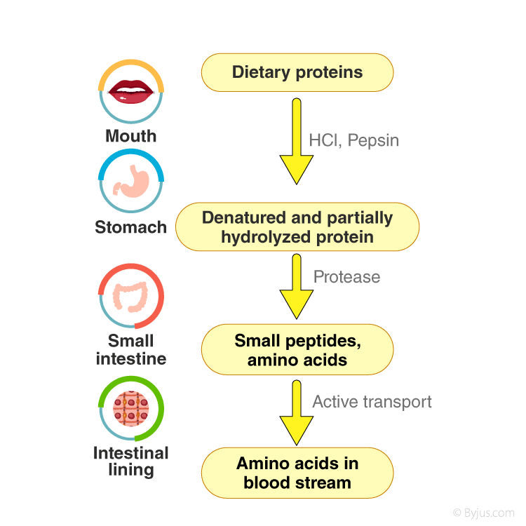 Protein Digestion Flow Chart A Visual Reference Of Charts Chart Master