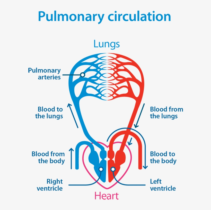 Pulmonary Circulation Flow Chart A Visual Reference Of Charts Chart 