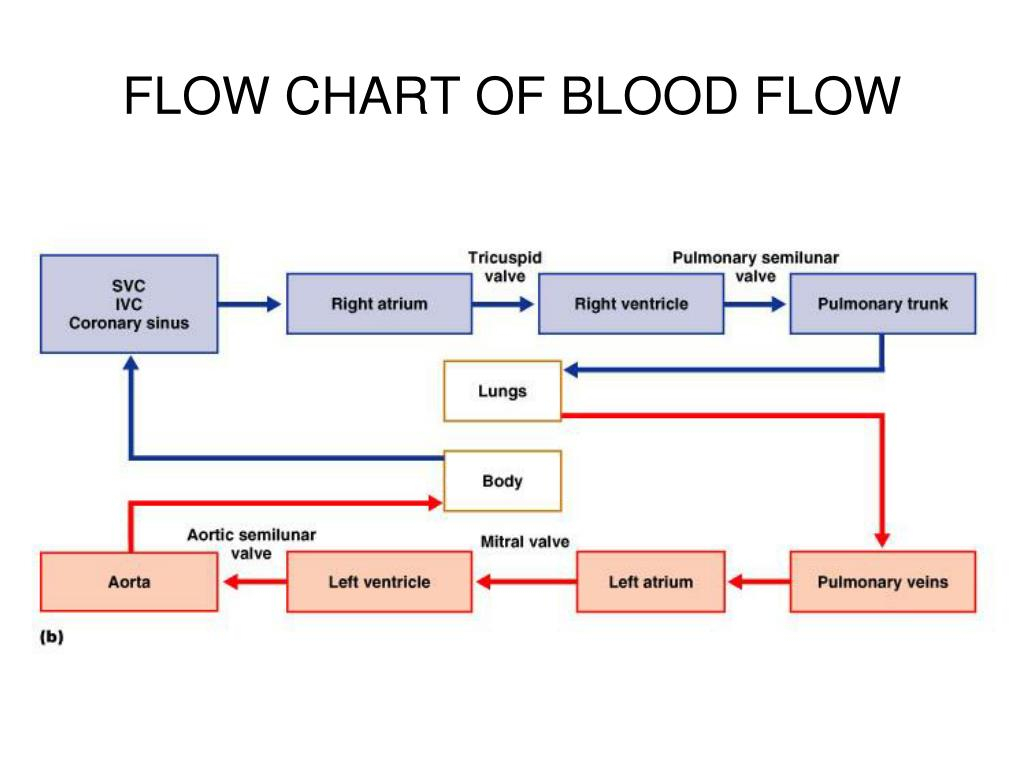 Pulmonary Circulation Flow Chart Ponasa