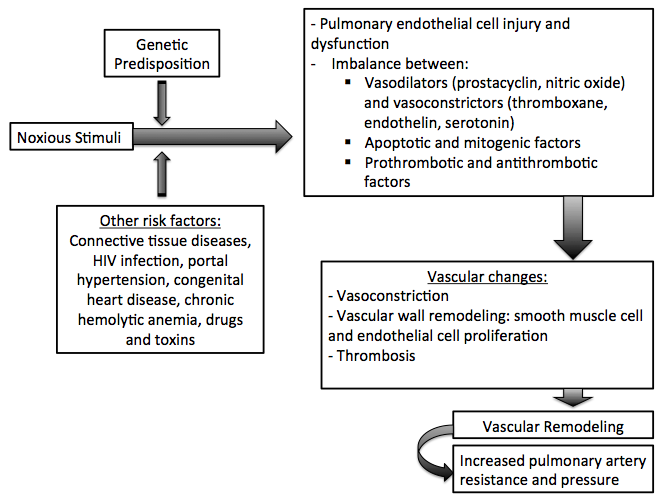 Pulmonary Hypertension Pathophysiology Wikidoc