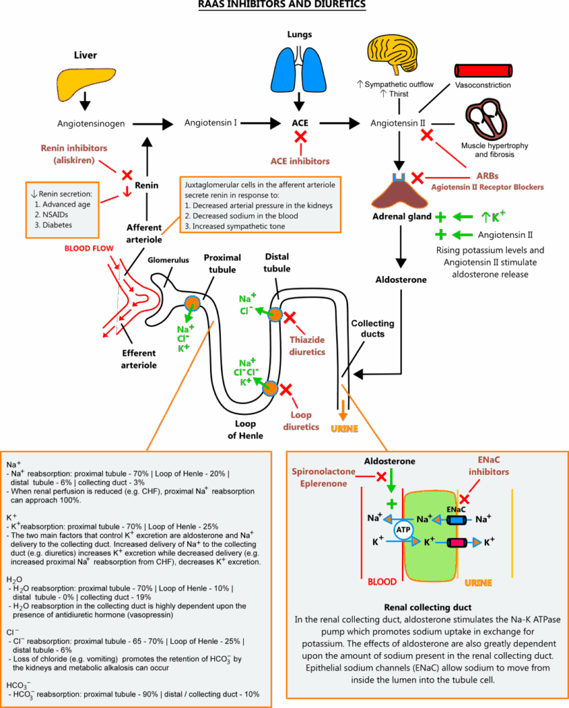 RAAS Inhibitors And Diuretics Illustration