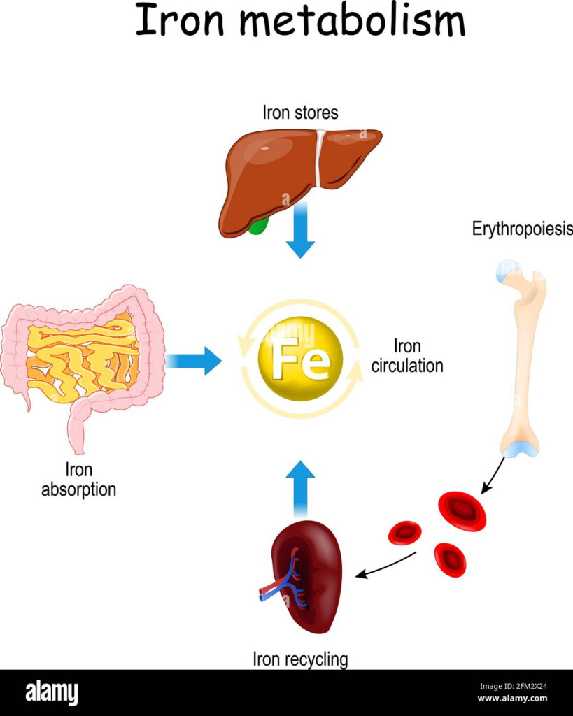 Red Blood Cell Destruction Stock Vector Images Alamy