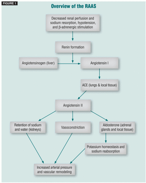 Renin Angiotensin System Flow Chart A Visual Reference Of Charts 