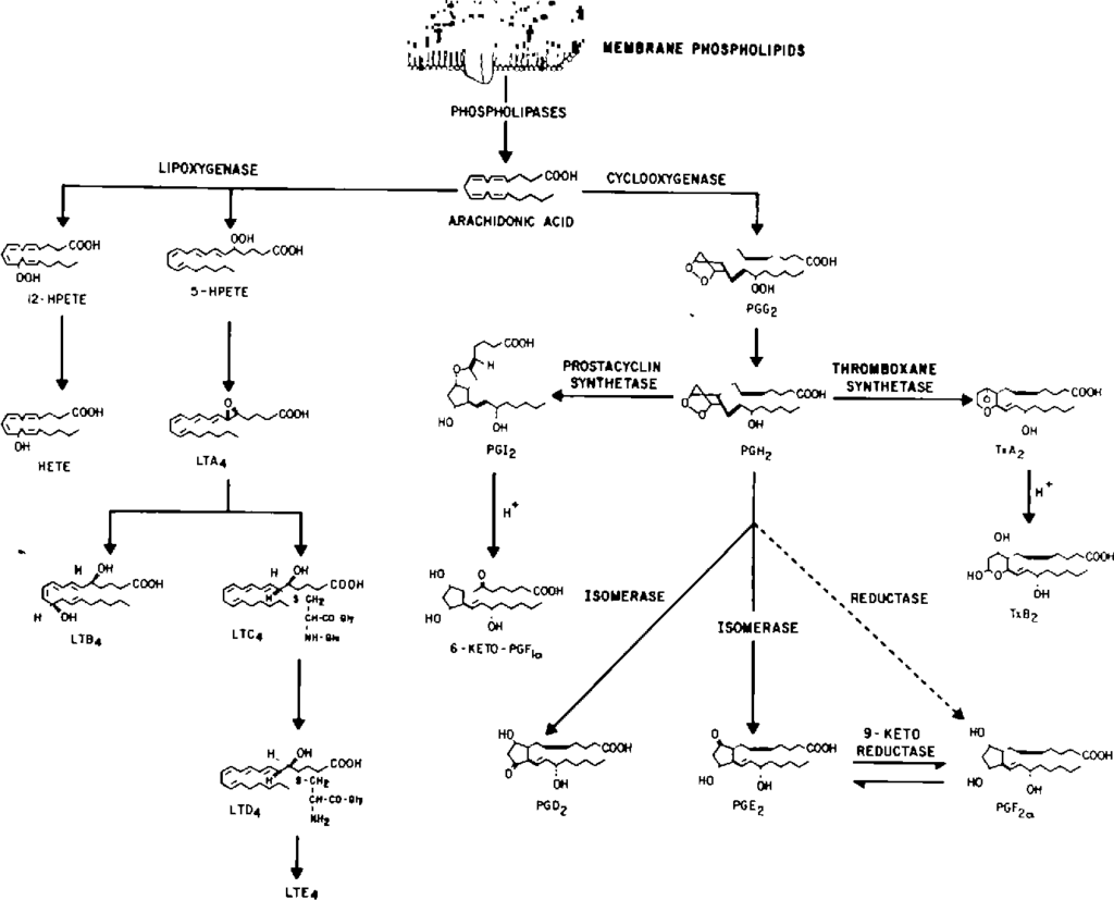 Renin Angiotensin System Flow Chart Minga