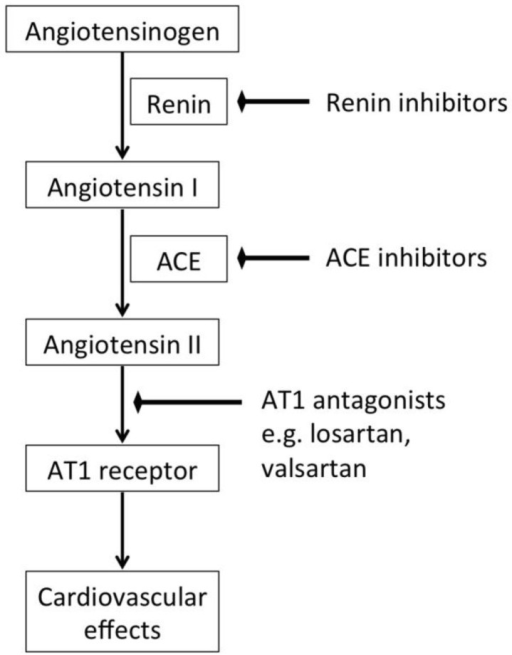 Renin Angiotensin System Flow Chart