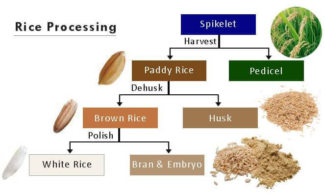 Rice Processing Technology How Rice Is Processed Rice Milling 