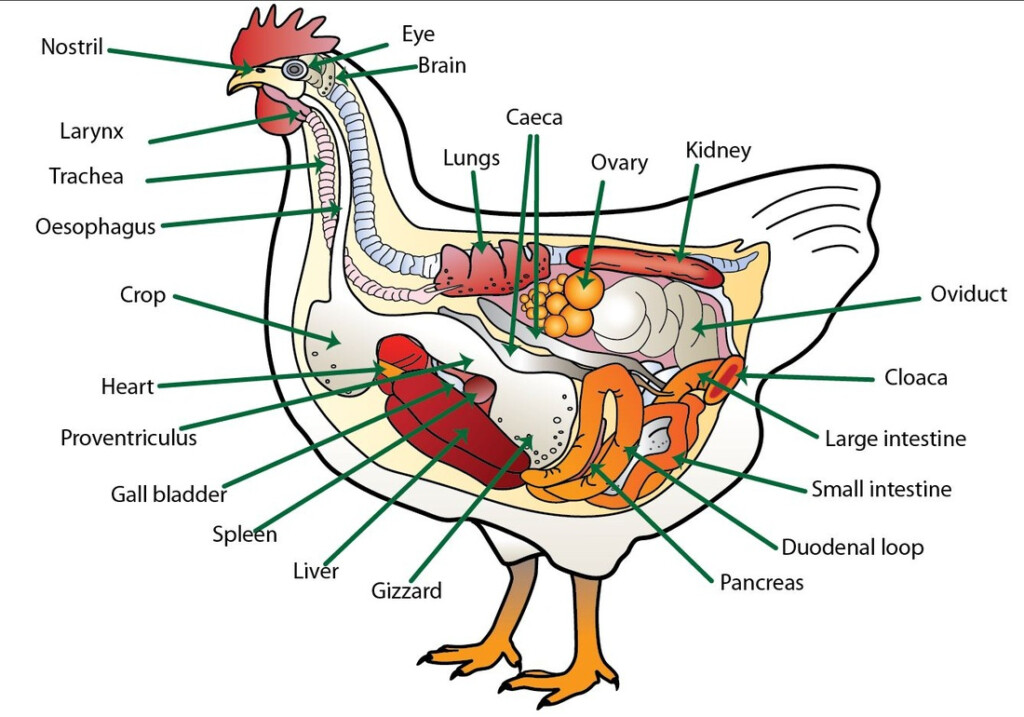 Ruminant Animal Digestive System Chart