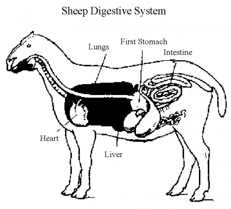 Ruminant Digestive System ClipArt Best