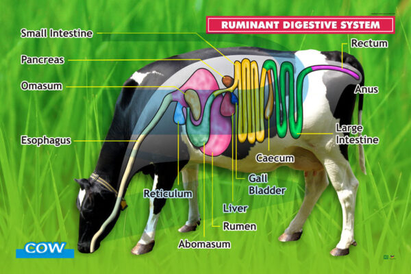 Ruminant Digestive System Cow Progressive Scientific Sdn Bhd 