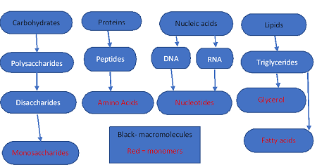 Similarities Between Lipids Carbohydrates And Proteins Infoupdate