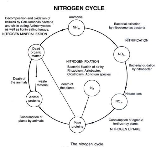 Simple Nitrogen Cycle Flow Chart Ponasa