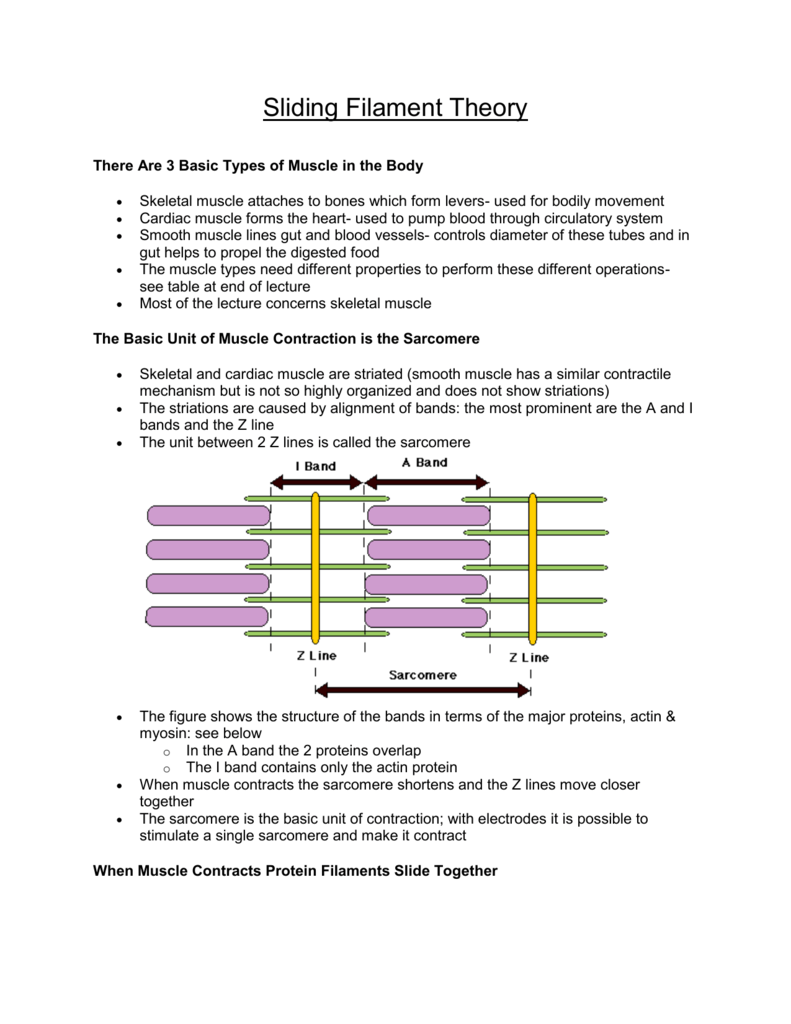 Sliding Filament Theory Flow Chart