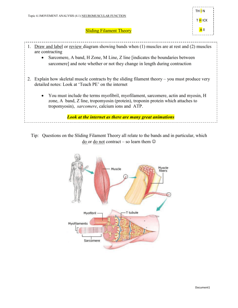 Sliding Filament Theory Flow Chart