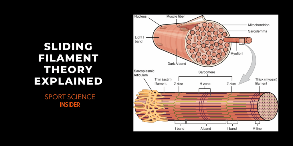 Sliding Filament Theory Steps Explained Sport Science Insider