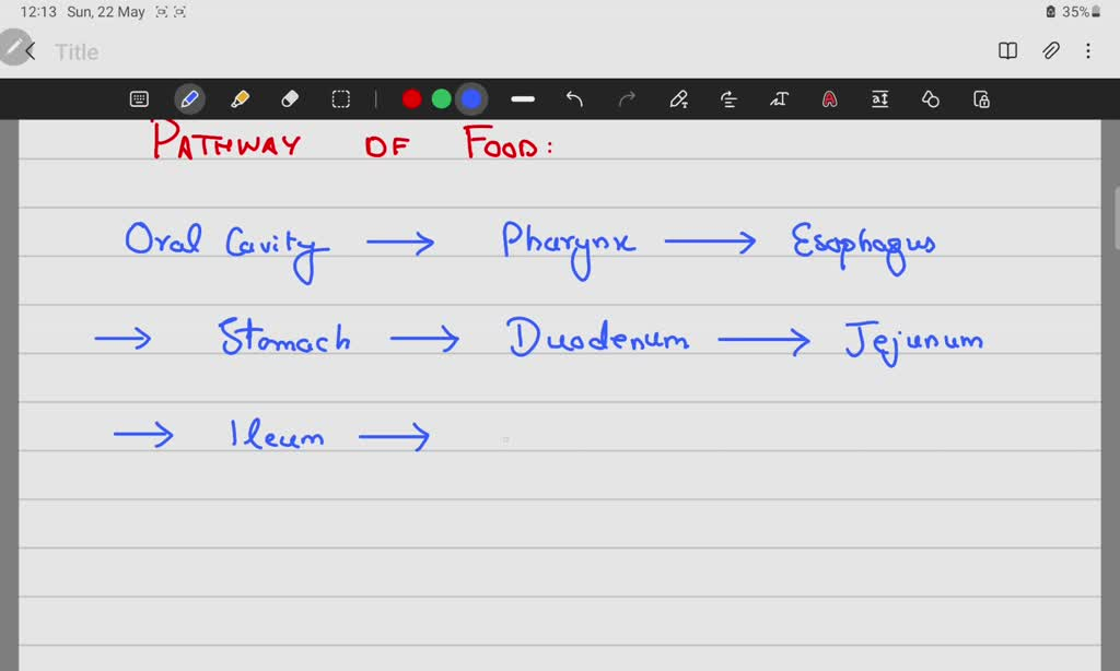SOLVED Draw Flow Chart Of Alimentary Canal Showing The Passage Of Food