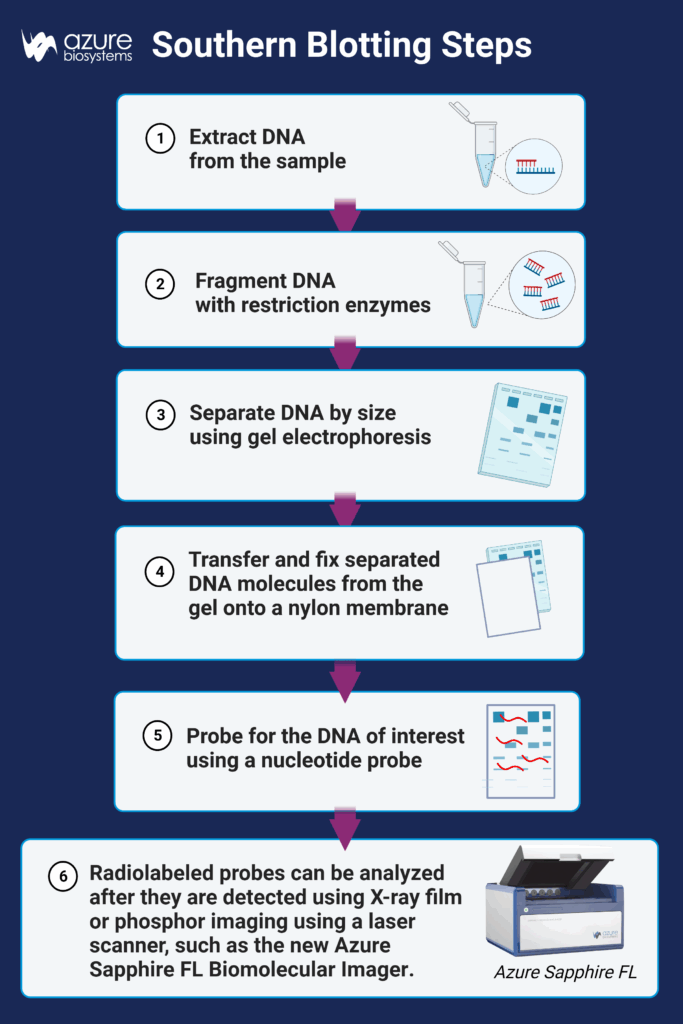 Southern Blotting Azure Biosystems