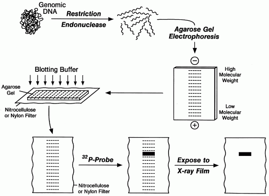 Southern Blotting Principle Procedure And Application