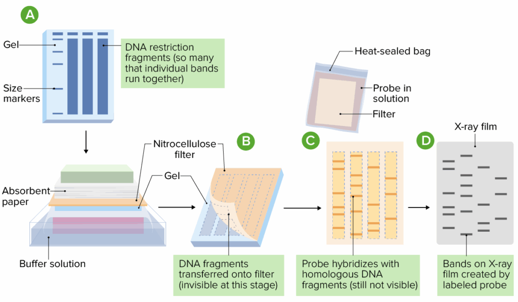 Southern Blotting Principle Steps Detection Applications Sciencevivid