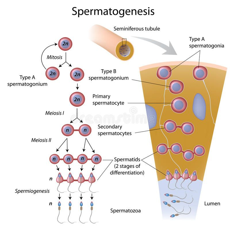 Spermatogenesis Flow Chart