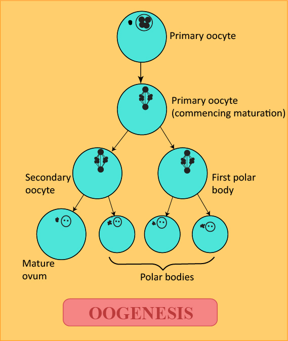 Spermatogenesis Flow Chart