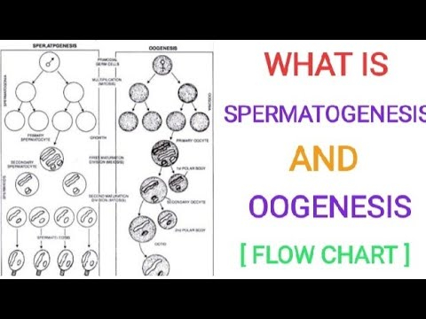 Spermatogenesis Flow Chart