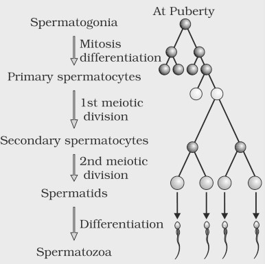Spermatogenesis Flow Chart