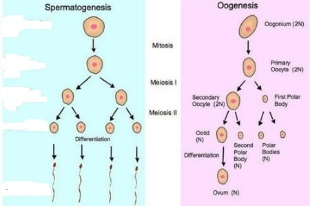 Spermatogenesis Flow Chart