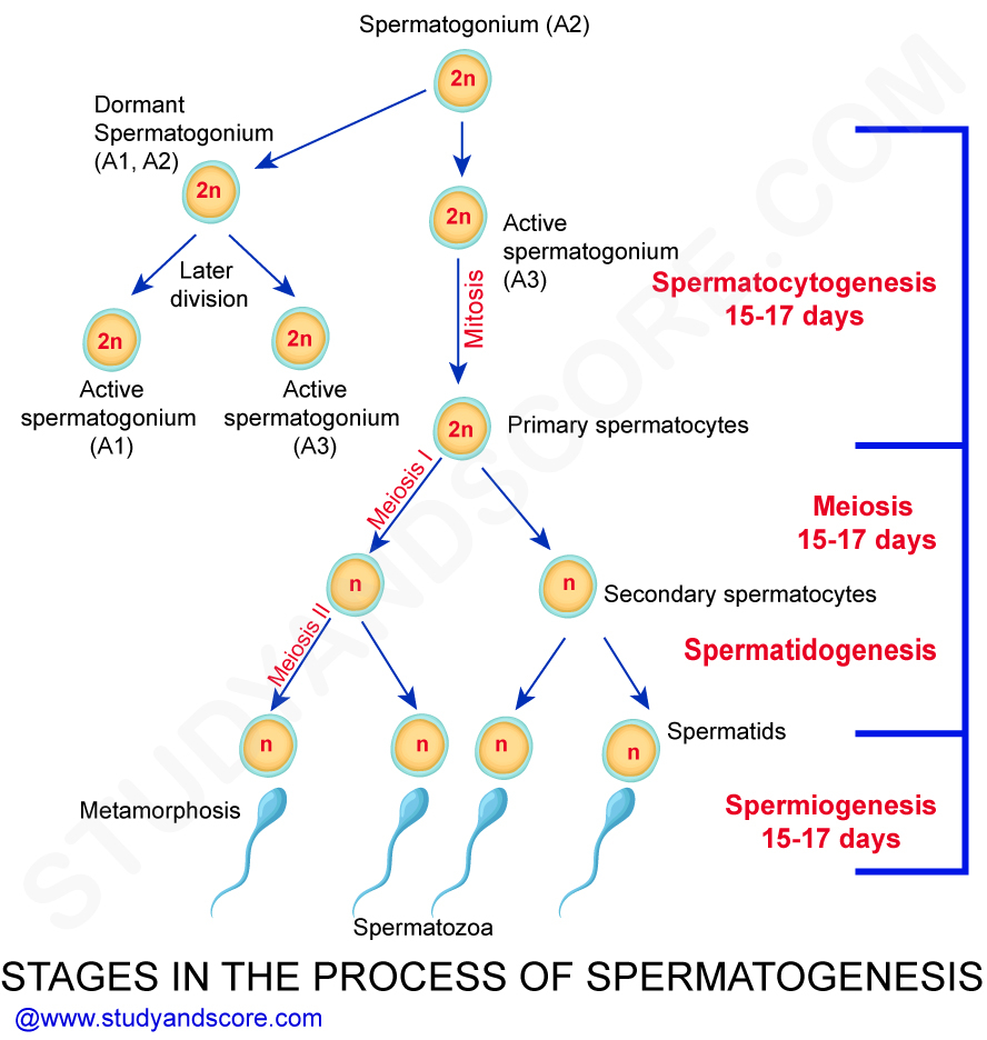 Spermatogenesis Purpose Stages And The Hormonal Control Role Of 