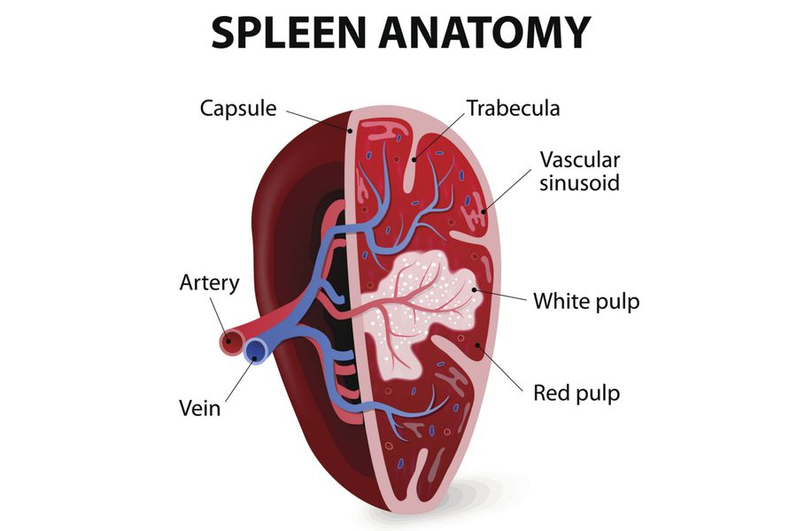 Spleen Anatomy And Function