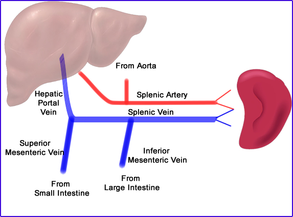 Spleen Structure Shape Topography Blood Vessels Nerves Innervation