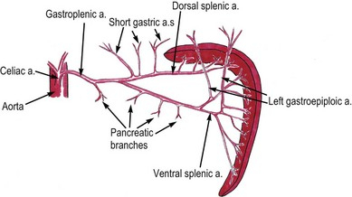 Spleen Veterian Key